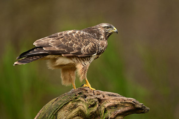 Mäusebussard