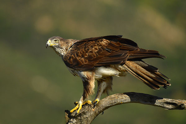 Habichtsadler