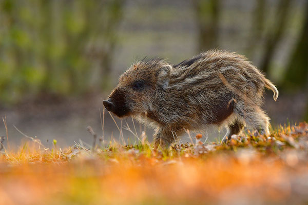 Wildschwein Frischling