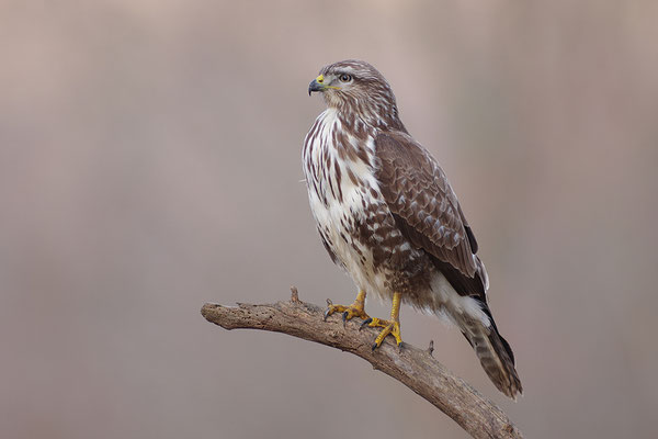 Mäusebussard
