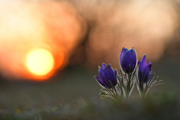 Küchenschelle im Abendlicht