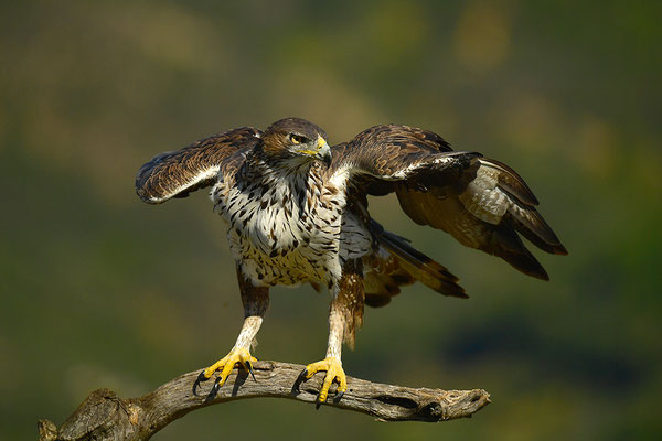 Habichtsadler