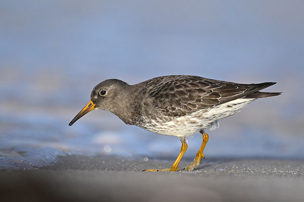 Meerstrandläufer