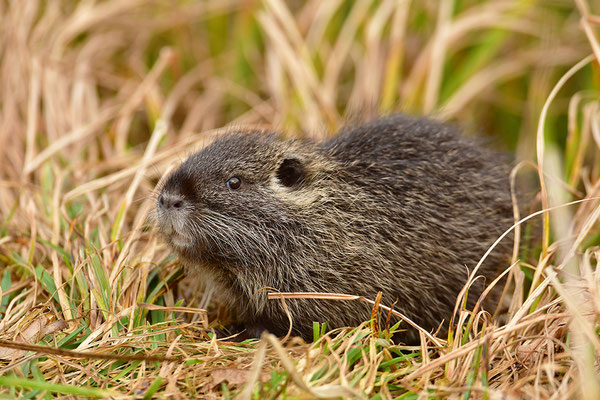 Nutria Jungtier