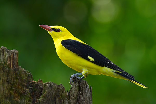 Pirol Männchen