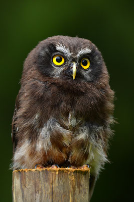 Raufußkauz Jungvogel