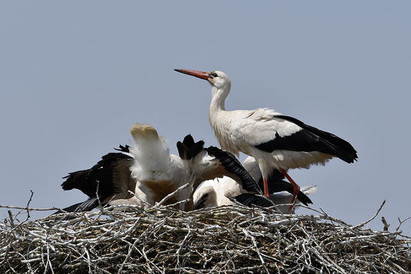 Weißstorch mit Jungvögeln am Nest