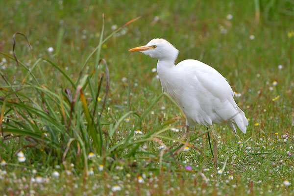 Kuhreiher