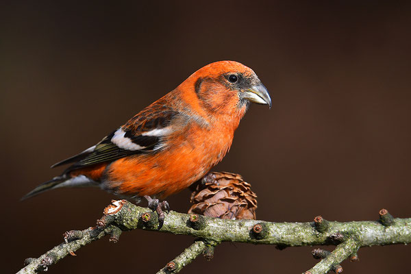 Bindenkreuzschnabel Männchen
