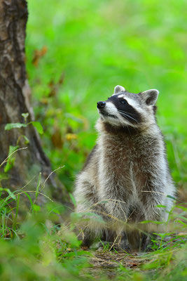 Waschbär