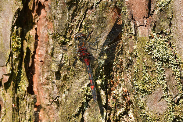 Kleine Moosjungfer Männchen