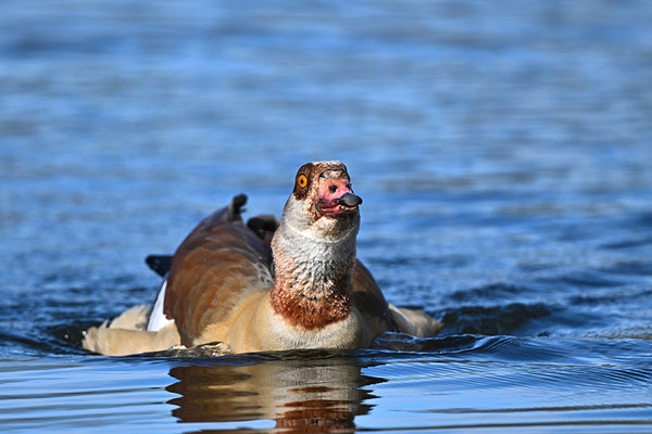 Nilgans