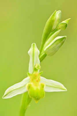 Gelbe Bienenragwurz flavescens