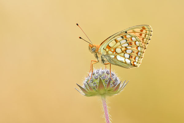 Mittlerer Perlmutterfalter