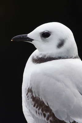 Dreizehenmöwe Jungvogel Kopfportrait