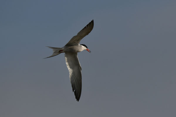 Flussseeschwalbe im Flug