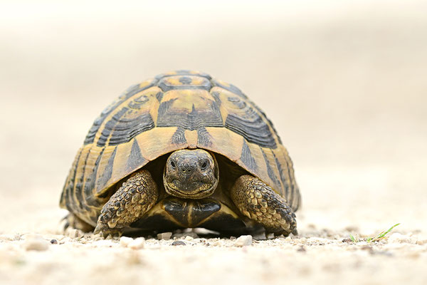 Griechische Landschildkröte