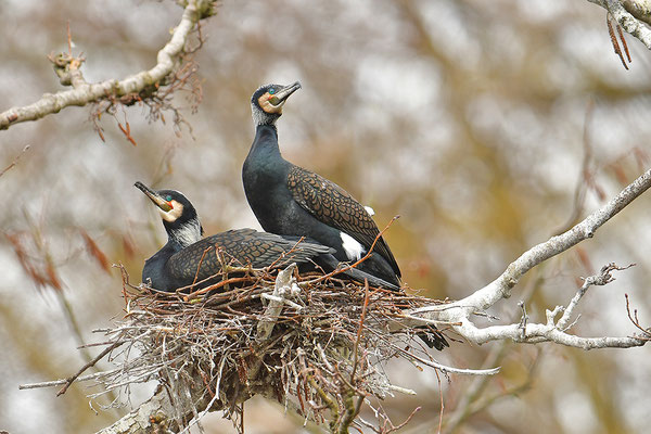 Kormorane am Nest