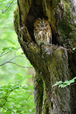 Waldkauz