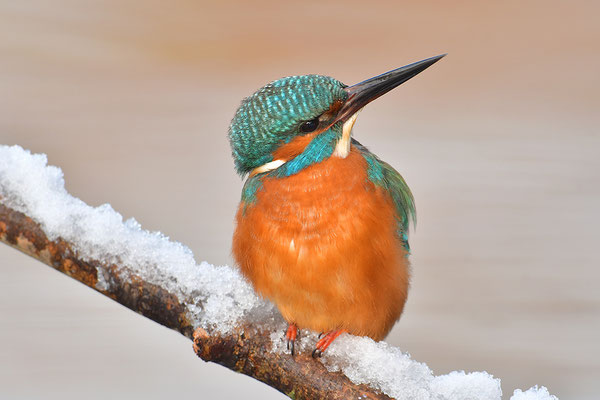 Eisvogel