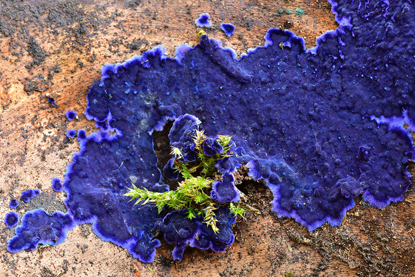 Blauer Rindenpilz