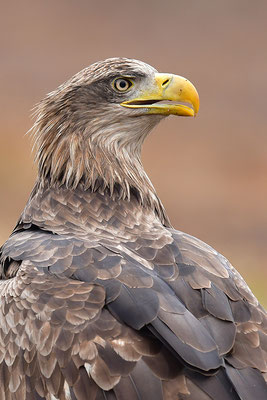 Seeadler Kopfportrait