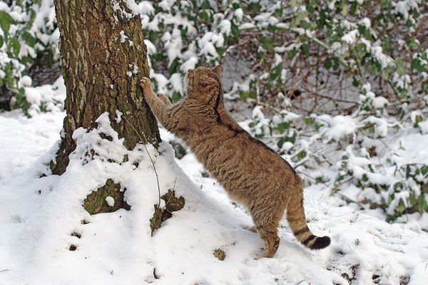 Wildkatze
