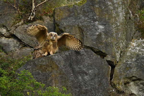 Uhu Jungvogel