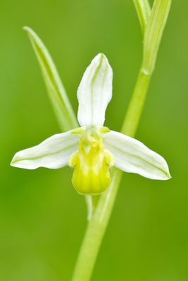 Gelbe Bienenragwurz flavescens
