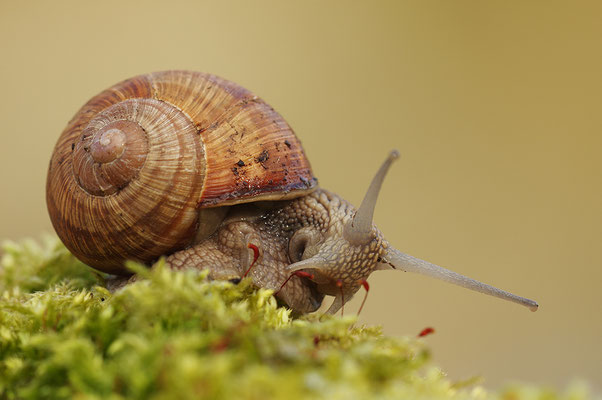 Weinbergschnecke
