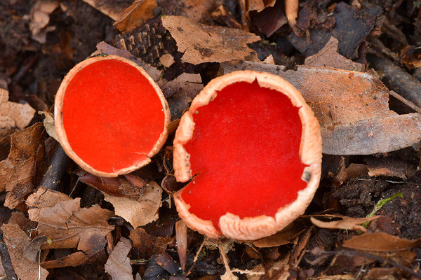 Roter Kelchbecherling