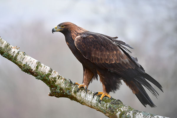 Steinadler