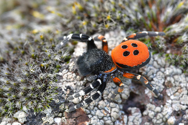 Rote Röhrenspinne, Männchen