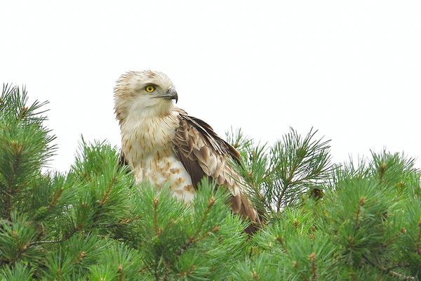 Schlangenadler