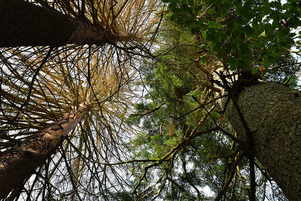 Urwald Bayrischer Wald