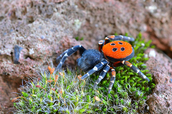 Rote Röhrenspinne, Männchen