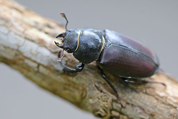 Hirschkäfer Weibchen