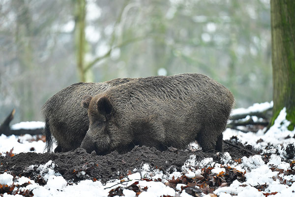 Wildschwein
