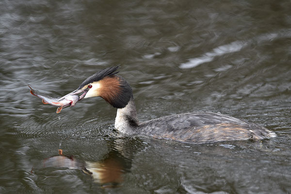 Haubentaucher mit erbeutetem Fisch