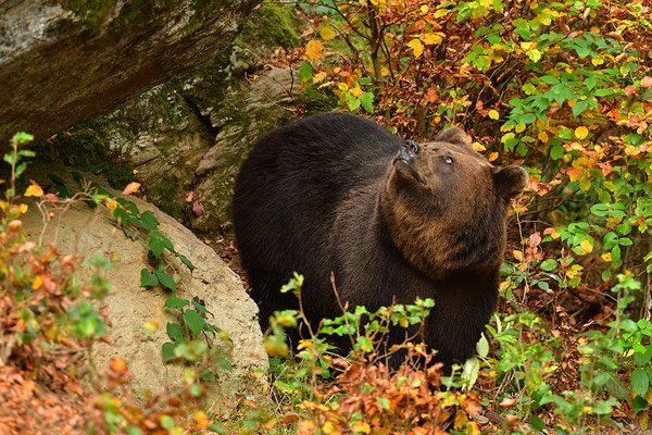 Braunbär, Nationalpark Bayrischer Wald Tierfreigelände Neuschönau