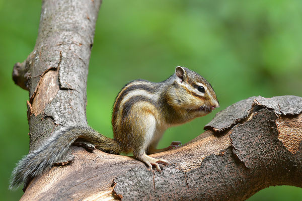Sibirisches Streifenhörnchen