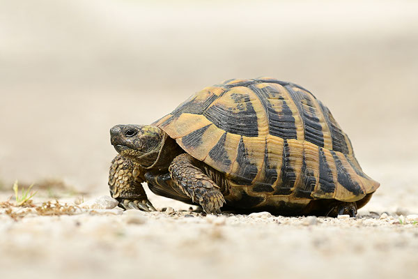 Griechische Landschildkröte