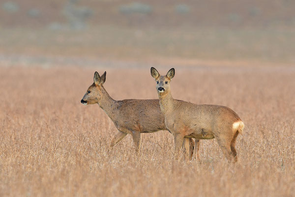 Rehe