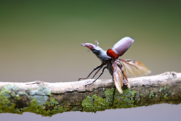 Hirschkäfer im Abflug