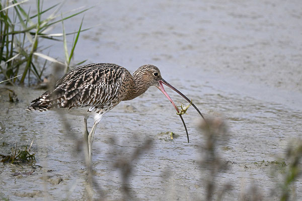 Großer Brachvogel