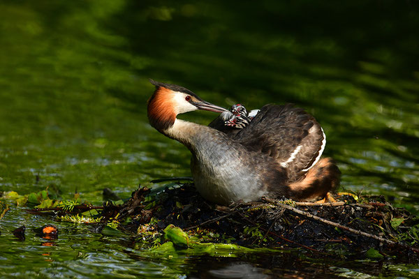 Haubentaucher mit Jungvogel am Nest