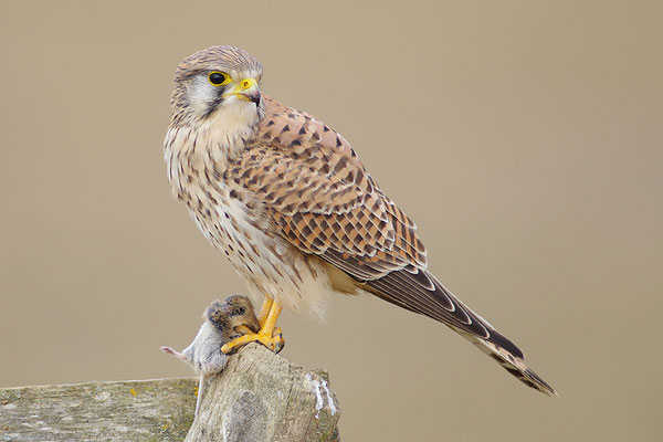 Turmfalke mit Beute