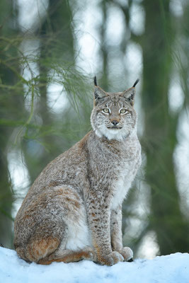 Luchs Tierpark Gangelt