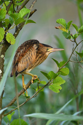 Zwergdommel Jungvogel
