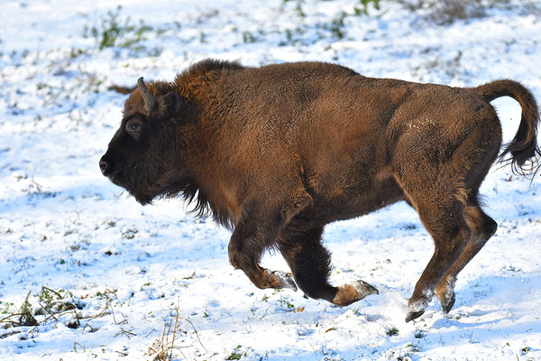 Wisent